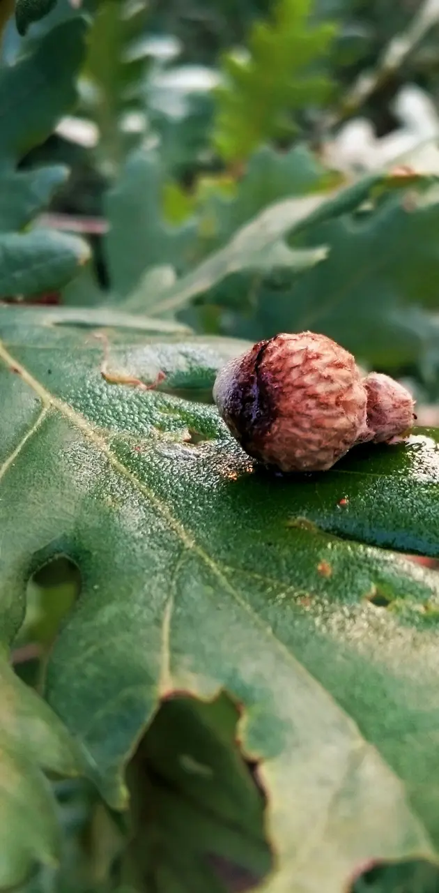 Acorn on a leaf