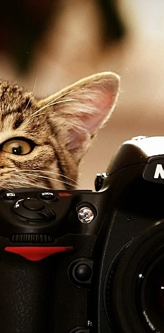 Hd Cat With Nikon