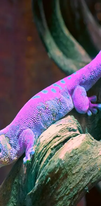purple gecko