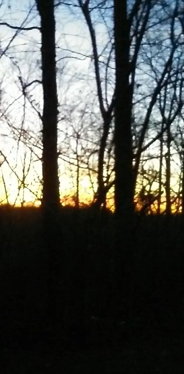 Sunset woods
