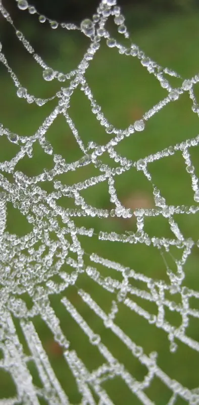 Frost Web