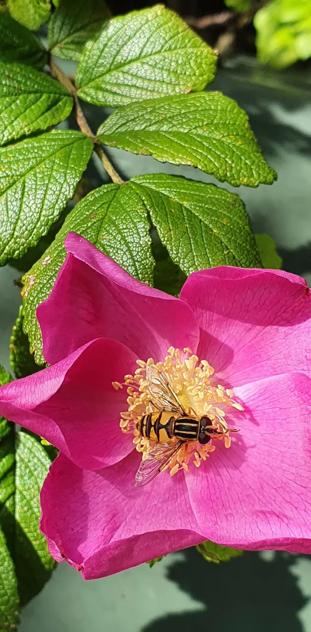 Bee on wild rose 