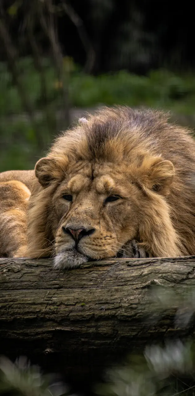 Resting King