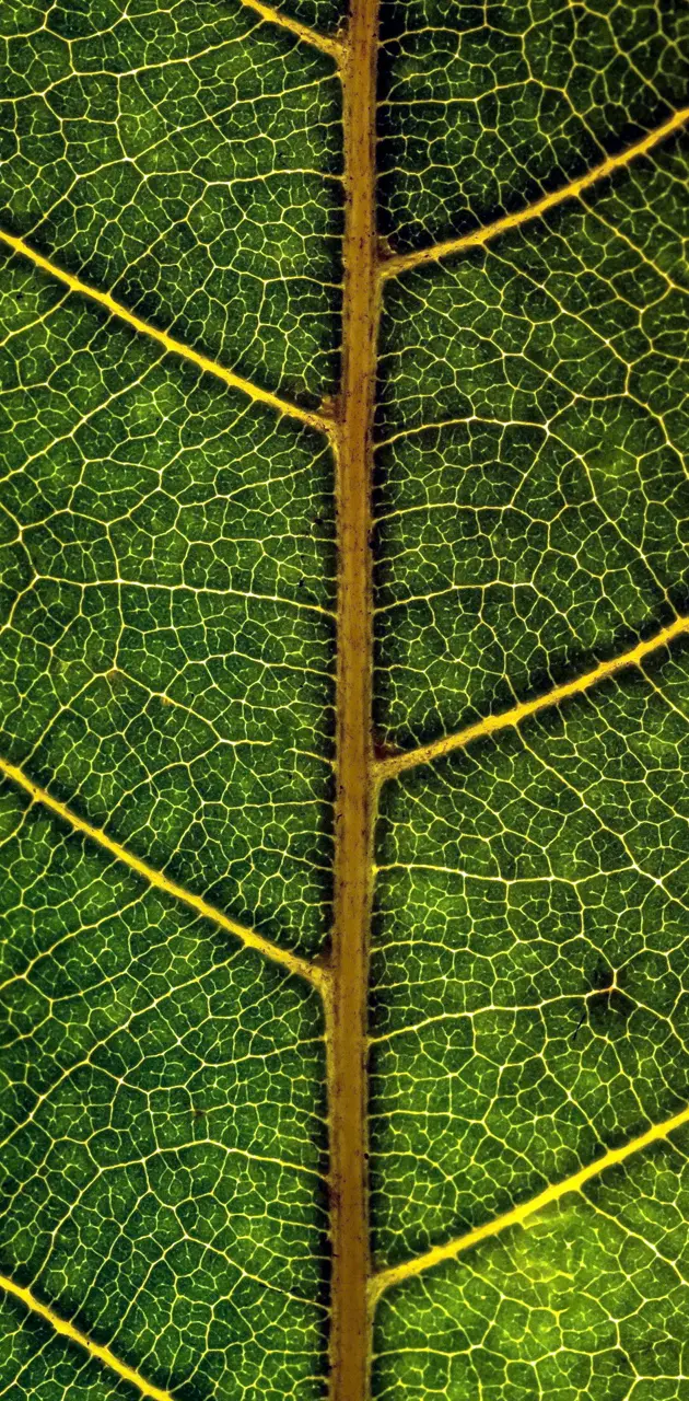 Closeup Foliage