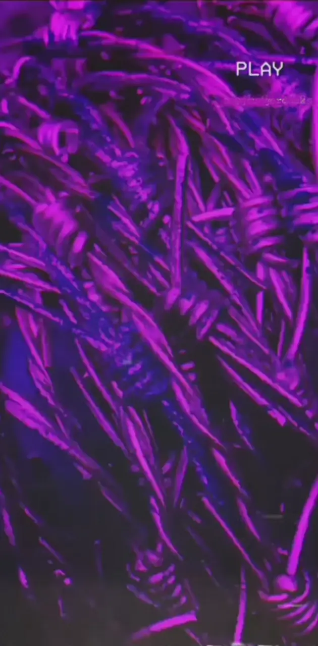 Purple Image