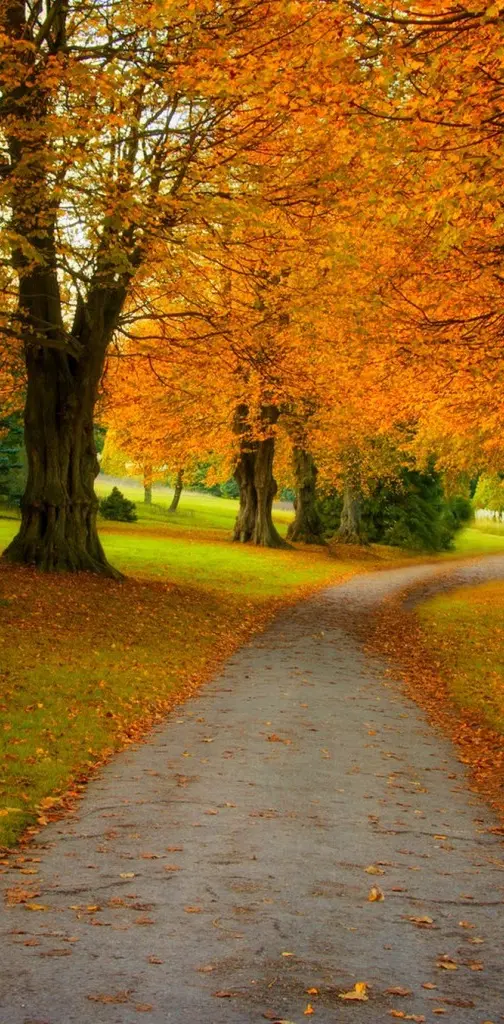 Autumn Park Road