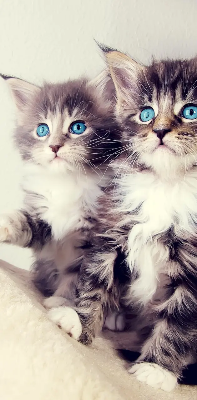 Twins Kitten