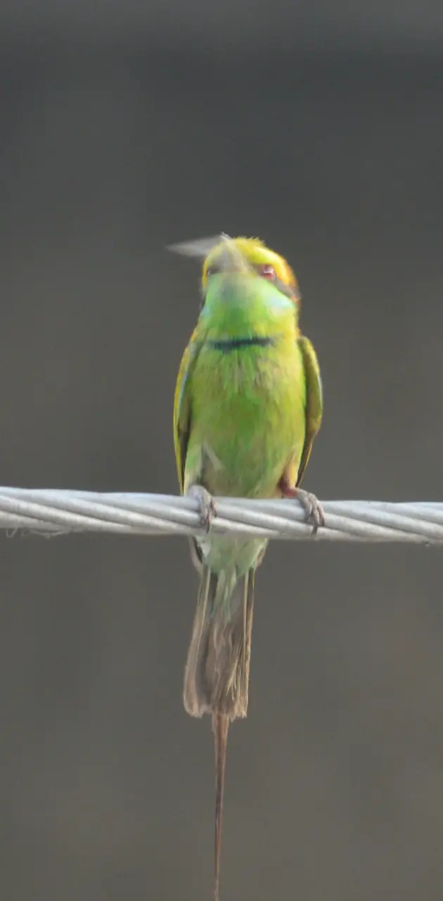 The green bee eater