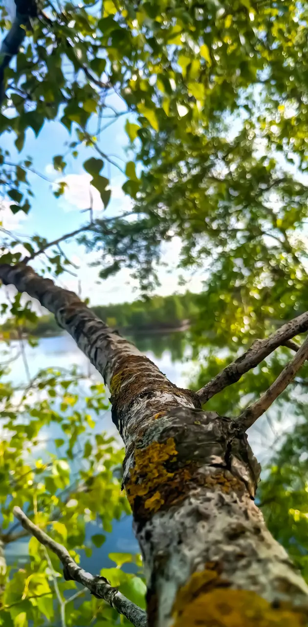 Tree by the lake 
