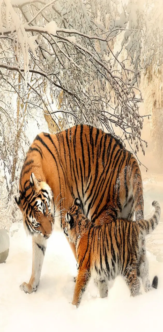 Tiger Mom