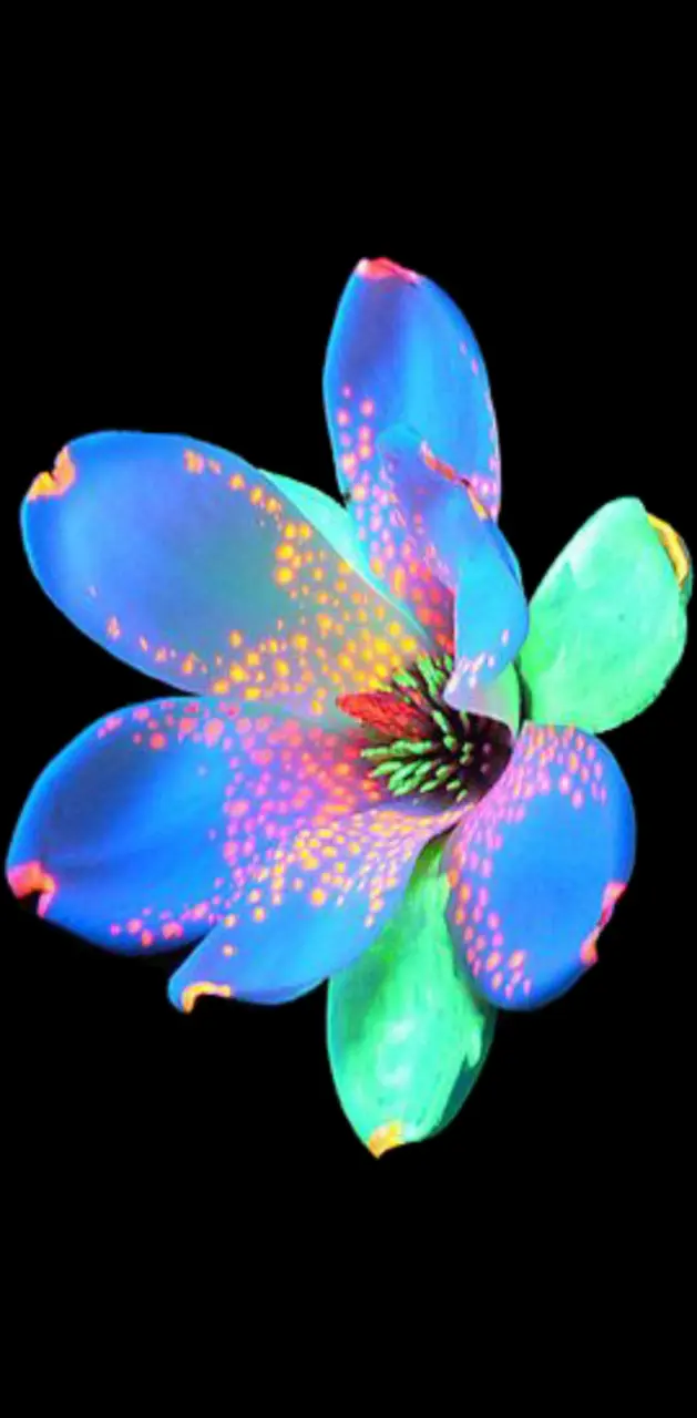 Fluorescent Flower