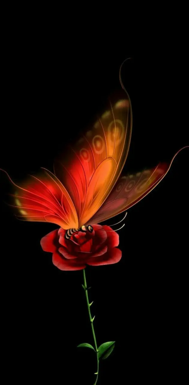 Rose butterfly 