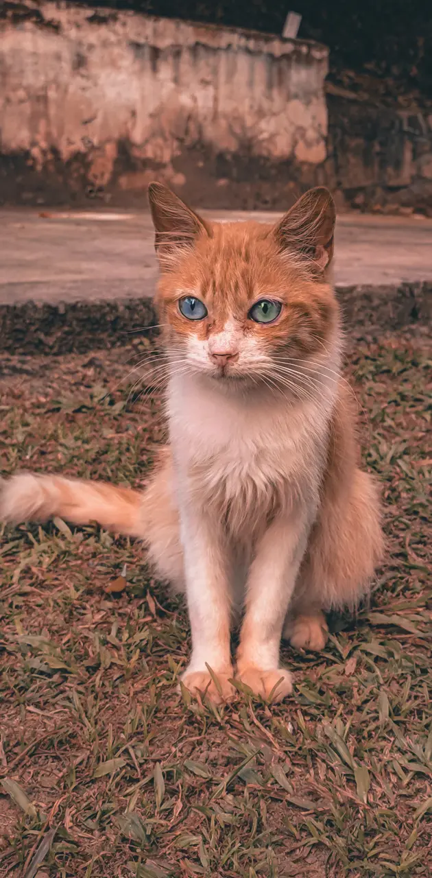 The eyes cat