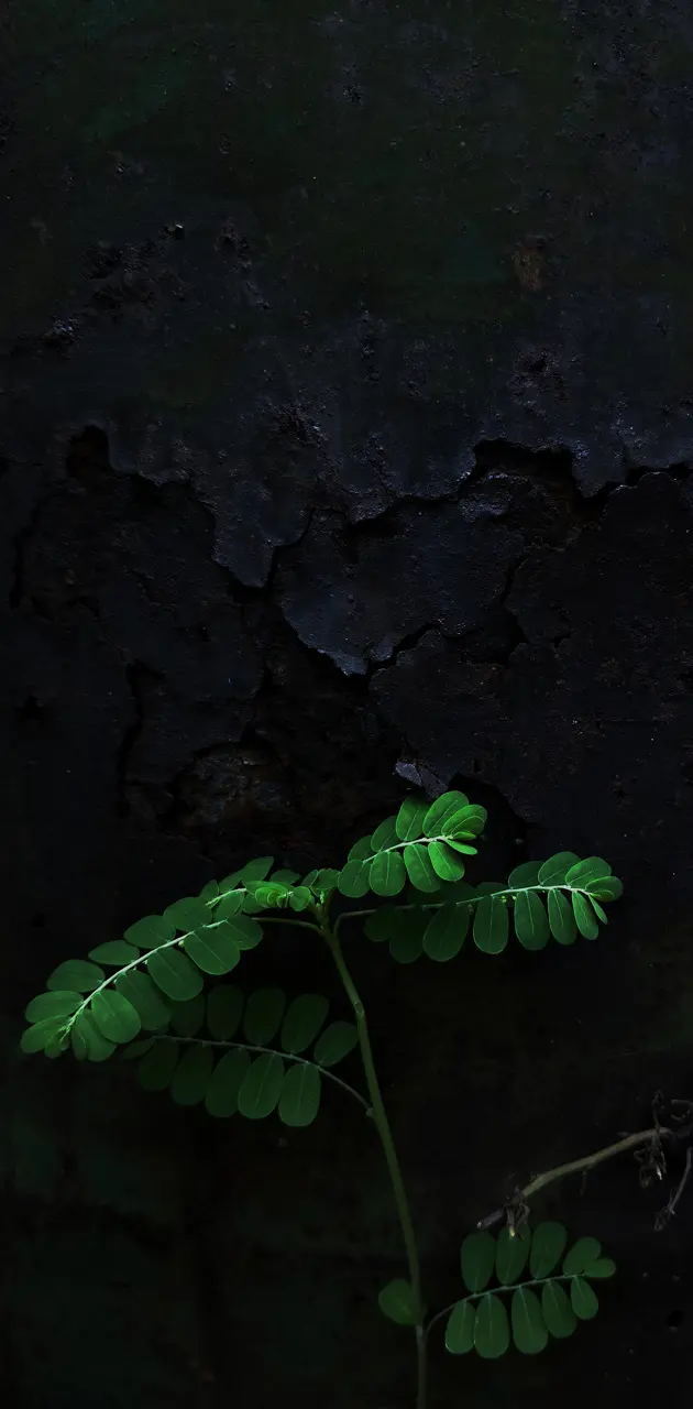 Leaf in dark