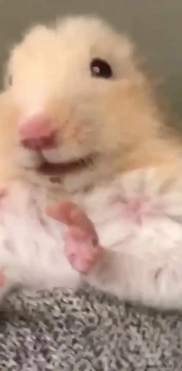 Scared Hamster