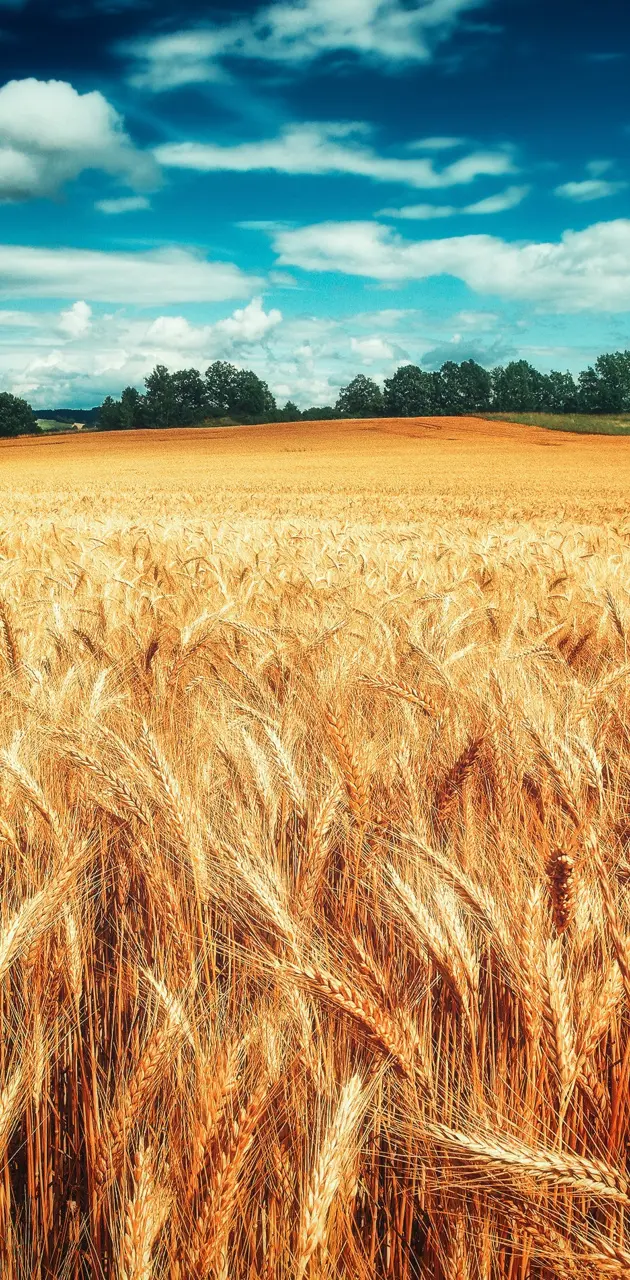 Wheat Nature