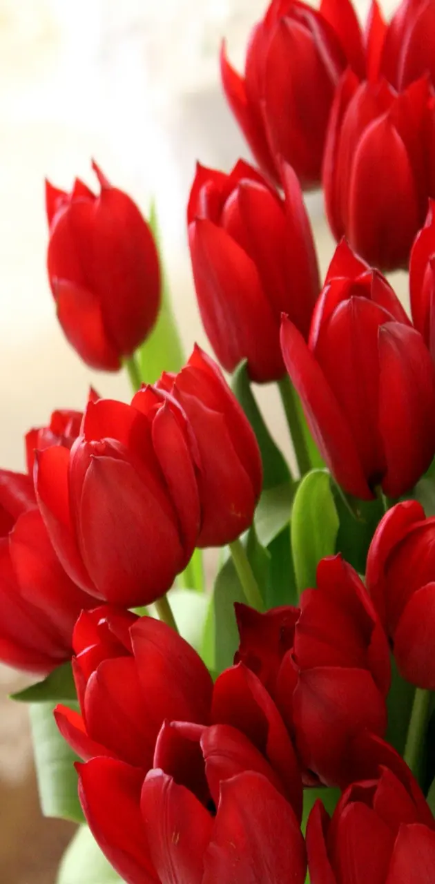 red tulips love