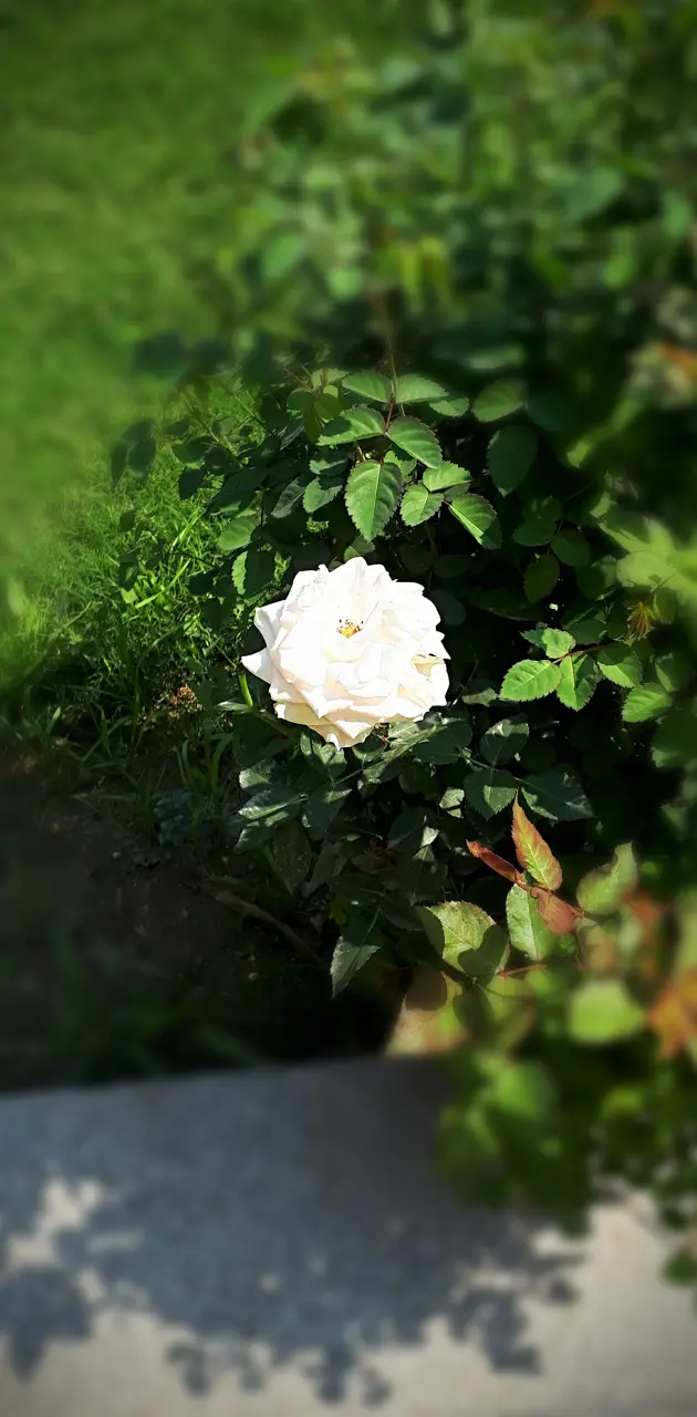 White Rose Natural