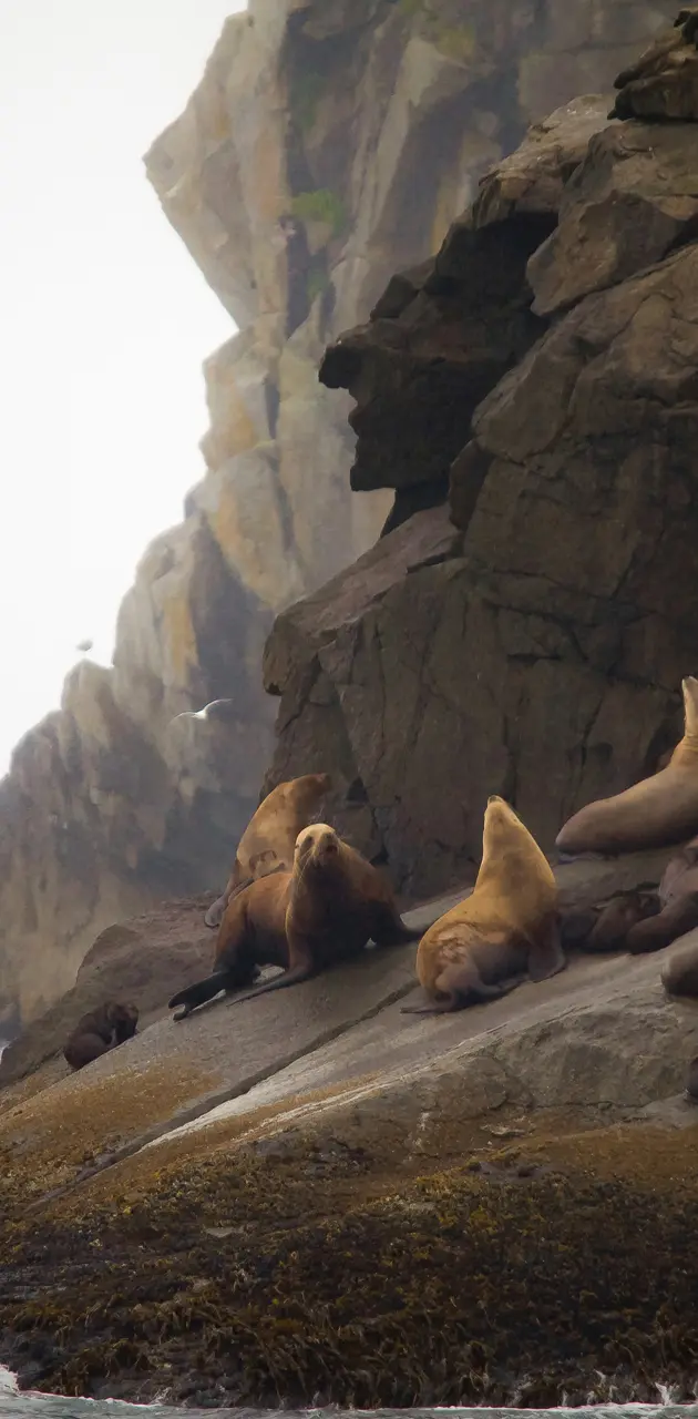 Seals On The Rocks