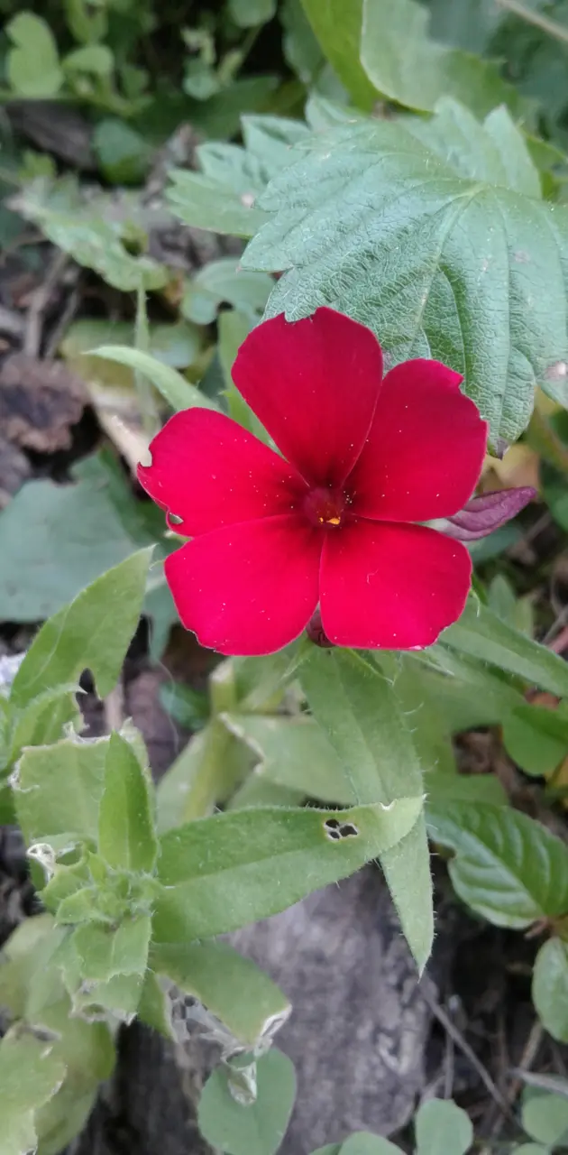Red flower 1
