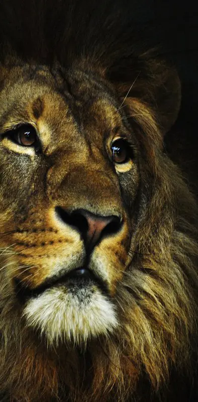 Awesome Lion