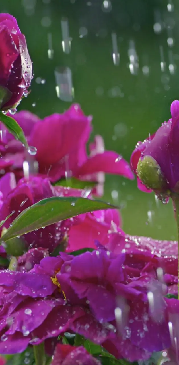 Roses In Rain