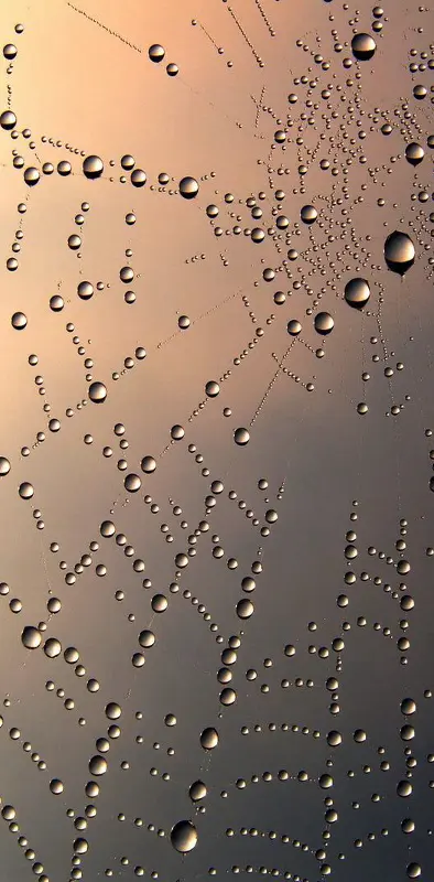 Wet Spiderweb