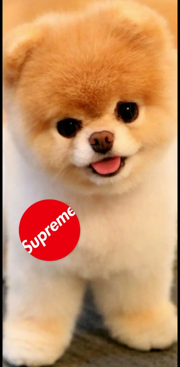 Supreme dog