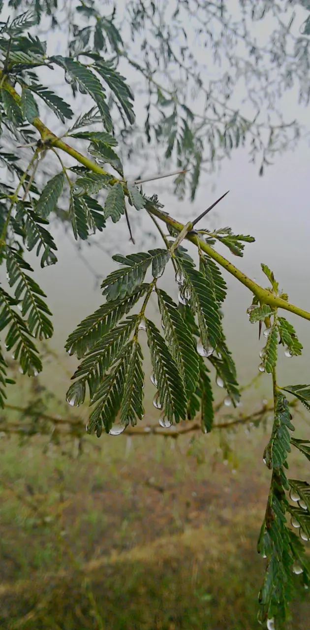 Leaves