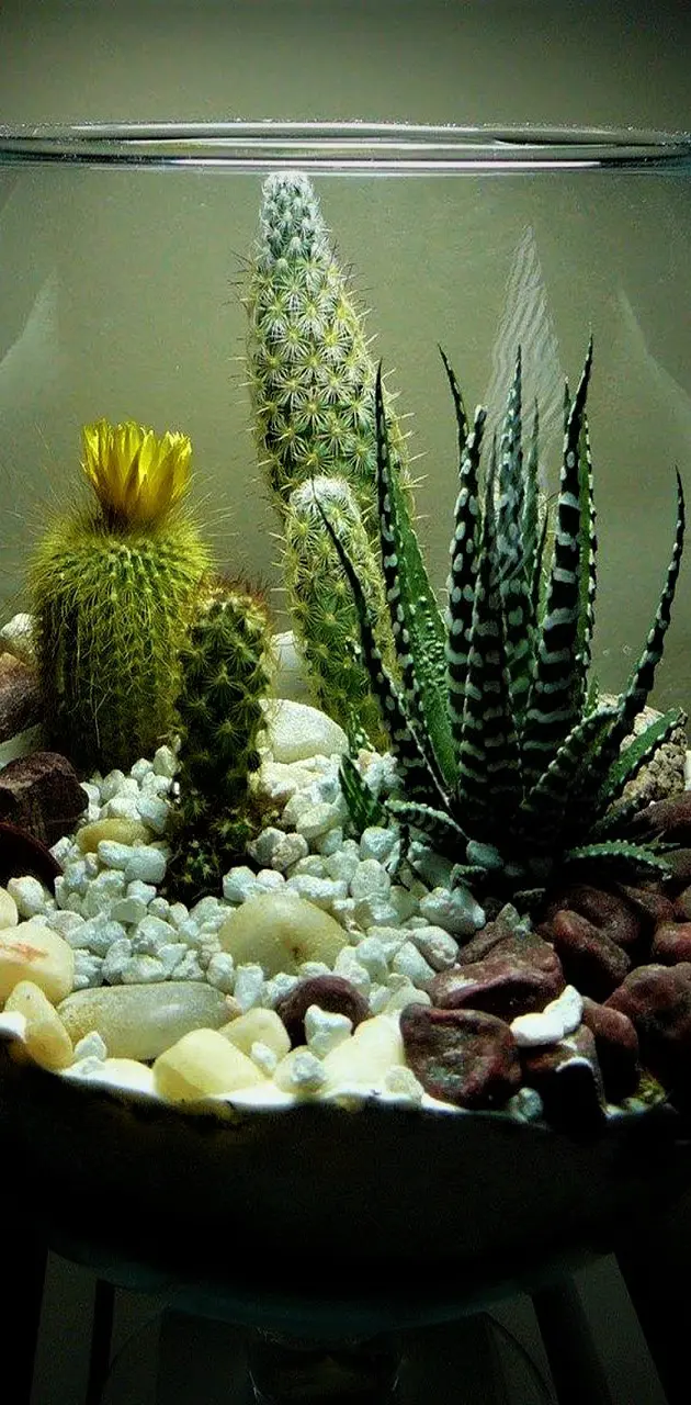 cactus florarium