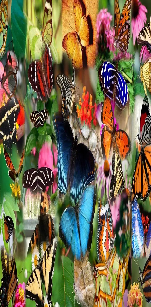 Collage butterfly
