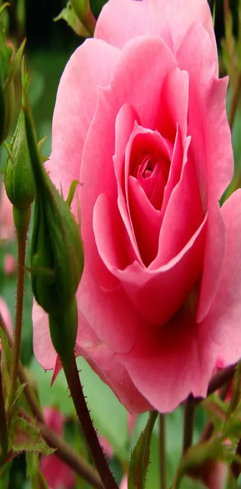 Pink Love Rose