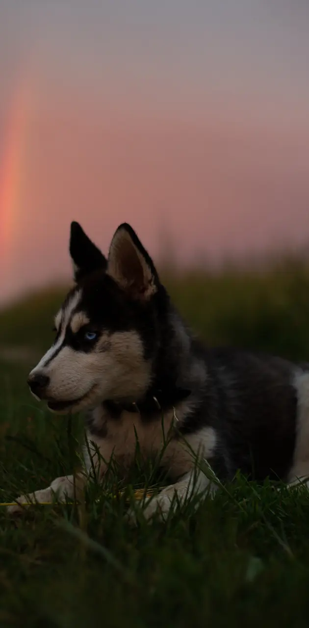 Husky Dog in rainbow