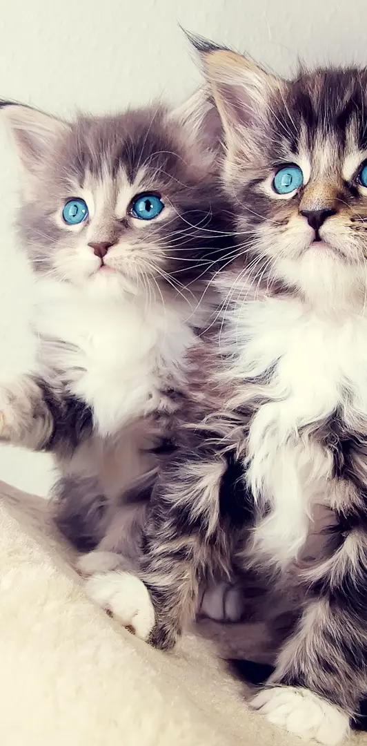 Cute Kittens