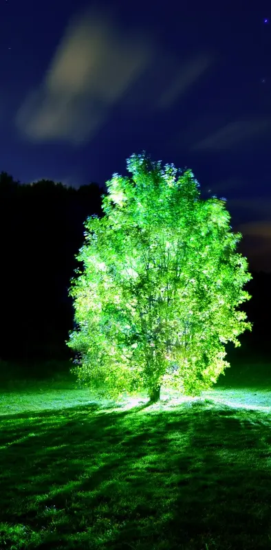 Glowing Tree