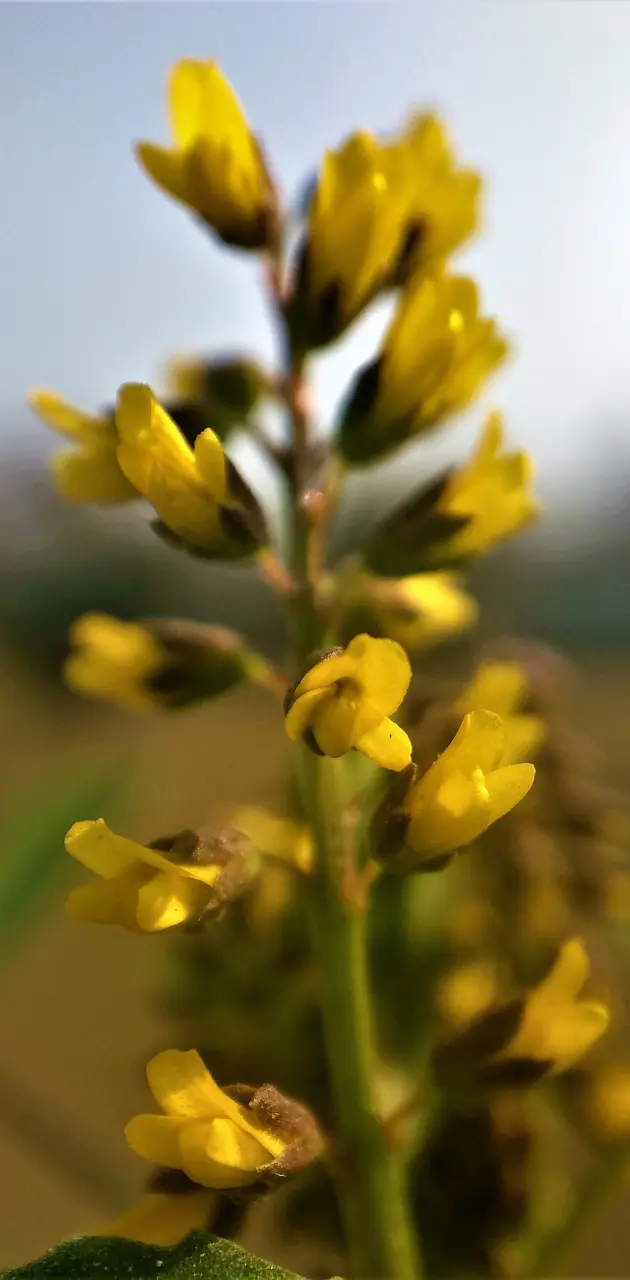 Yellow macro flower