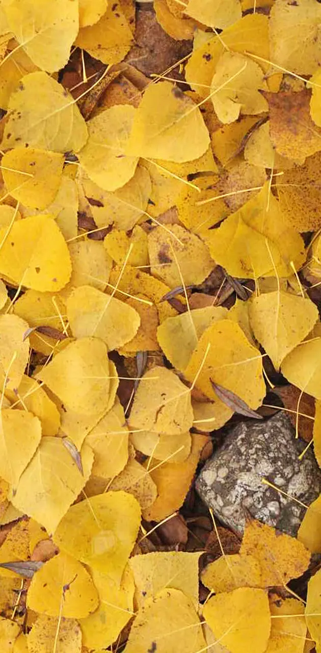 yellow leaves
