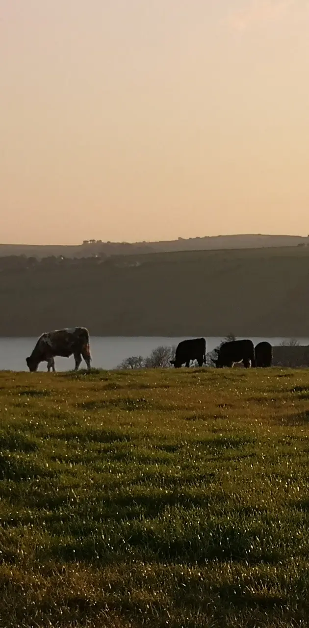 Irish countryside 