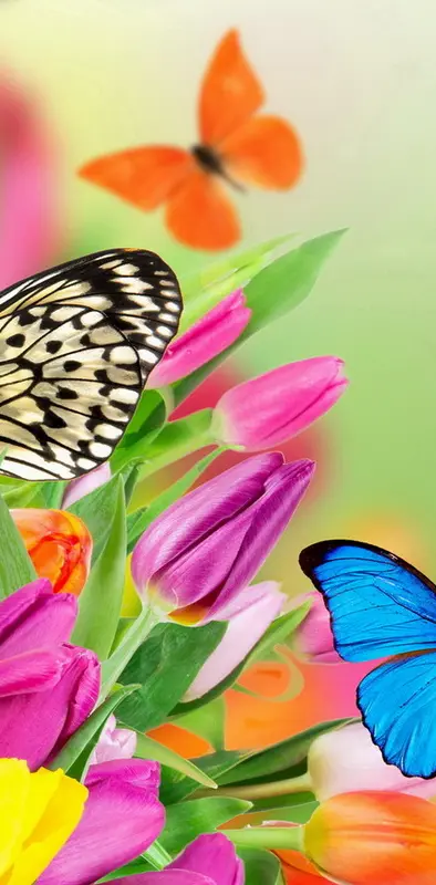 Spring Butterflies