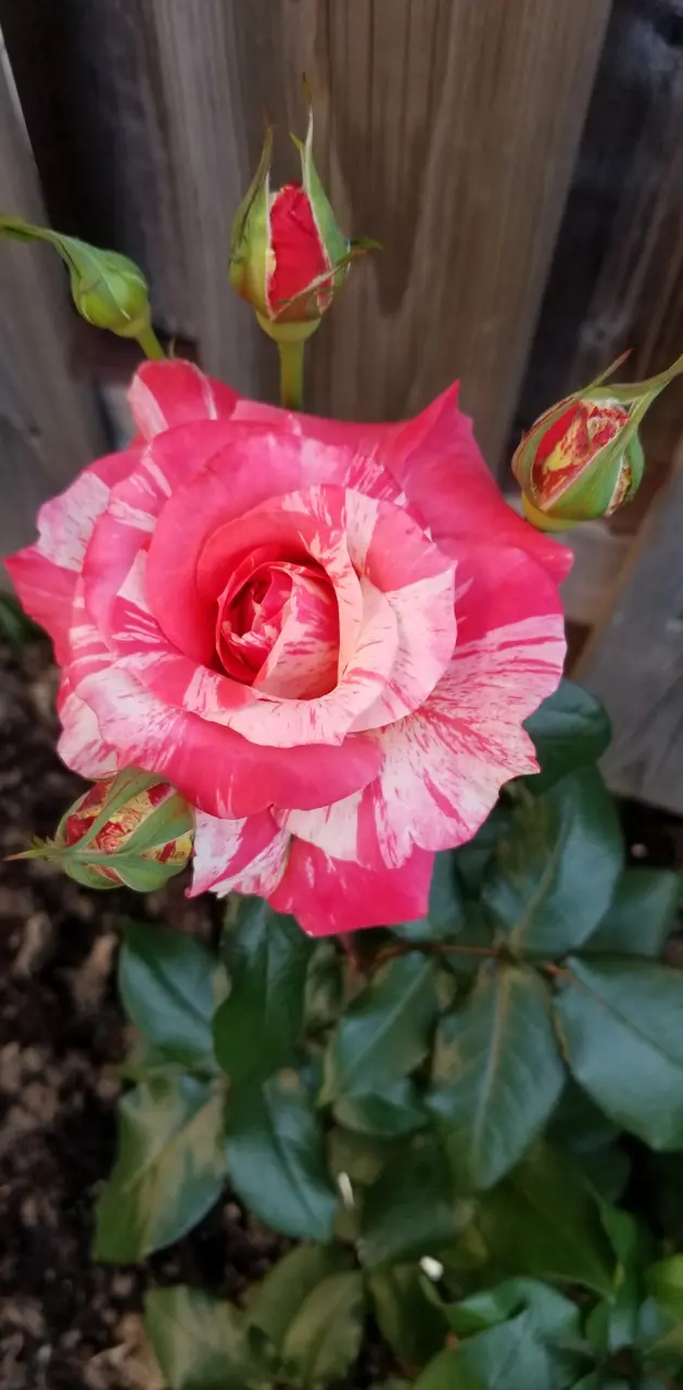 Beautiful  Rose