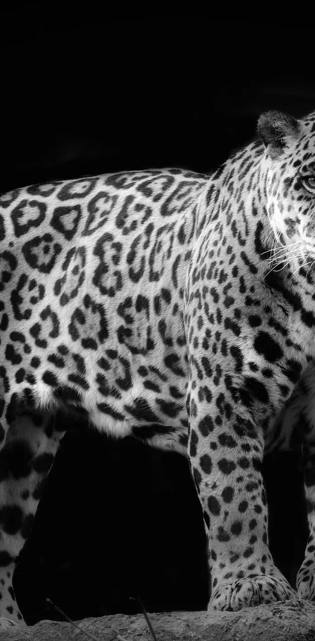 Beautiful jaguar