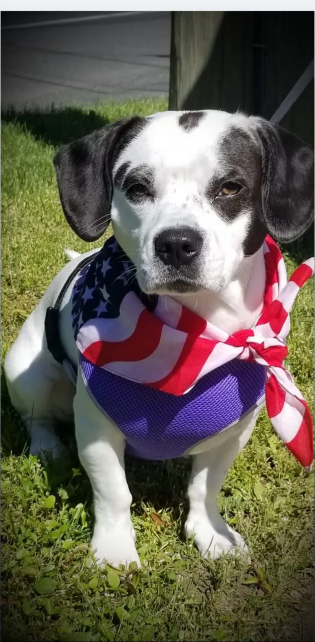 Memorial day puppy 