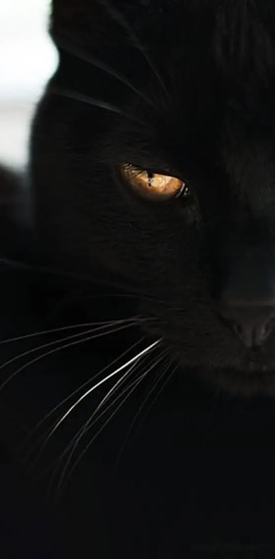 Black  Cat
