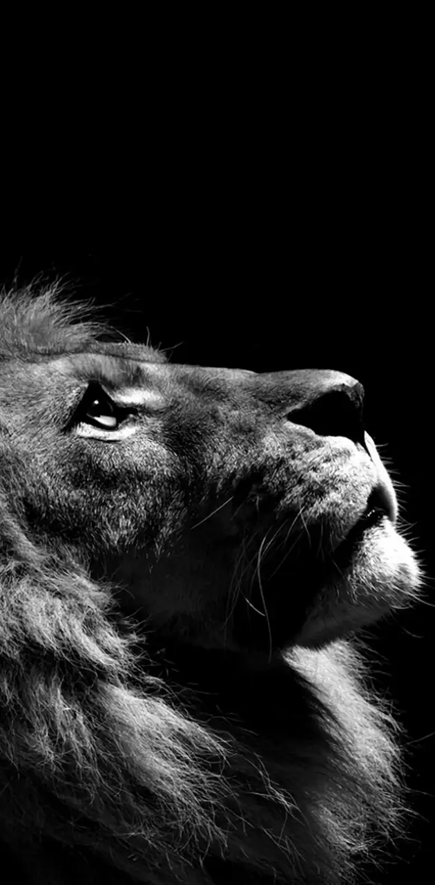 lion aslan gs