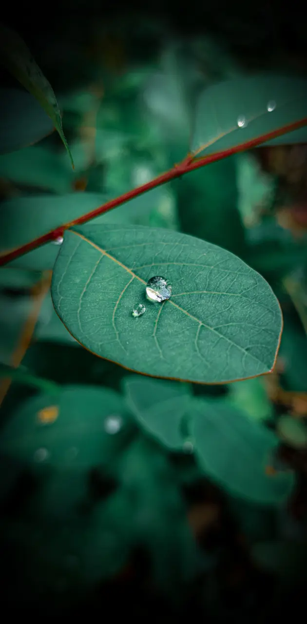 Green Leaf waterdrop