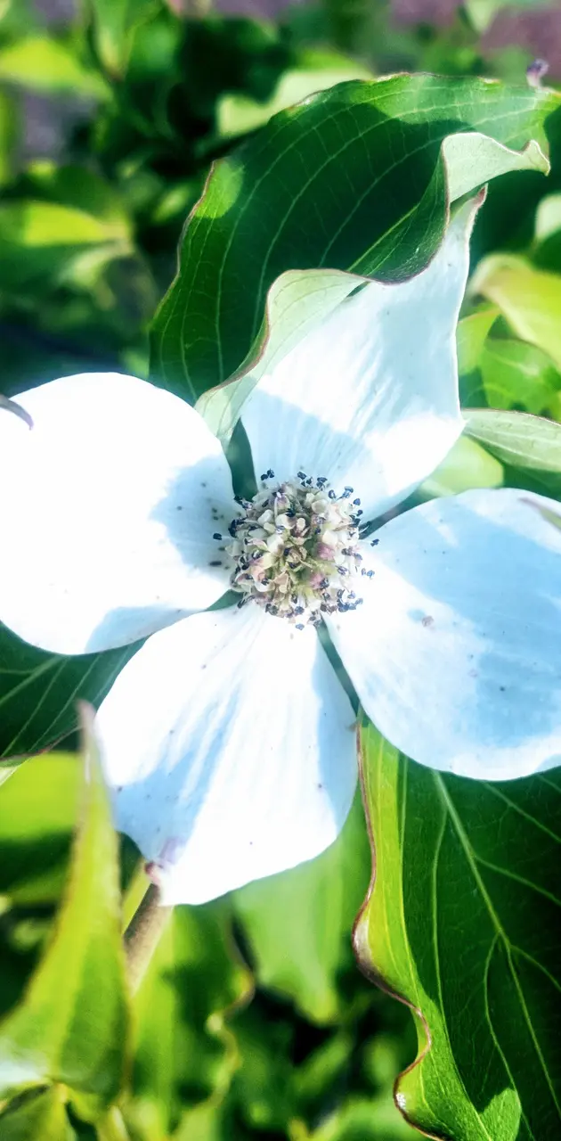 Dogwood wallpaper by ROB61GLOV - Download on ZEDGE™ | 92b3