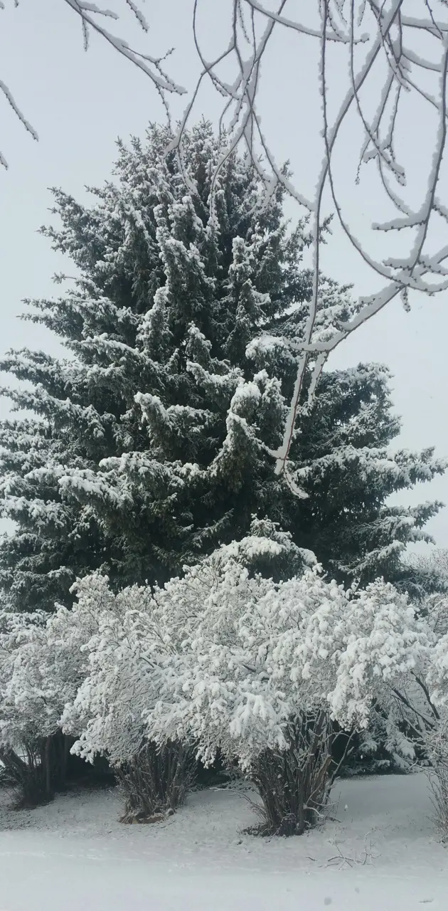 Colorado Snow