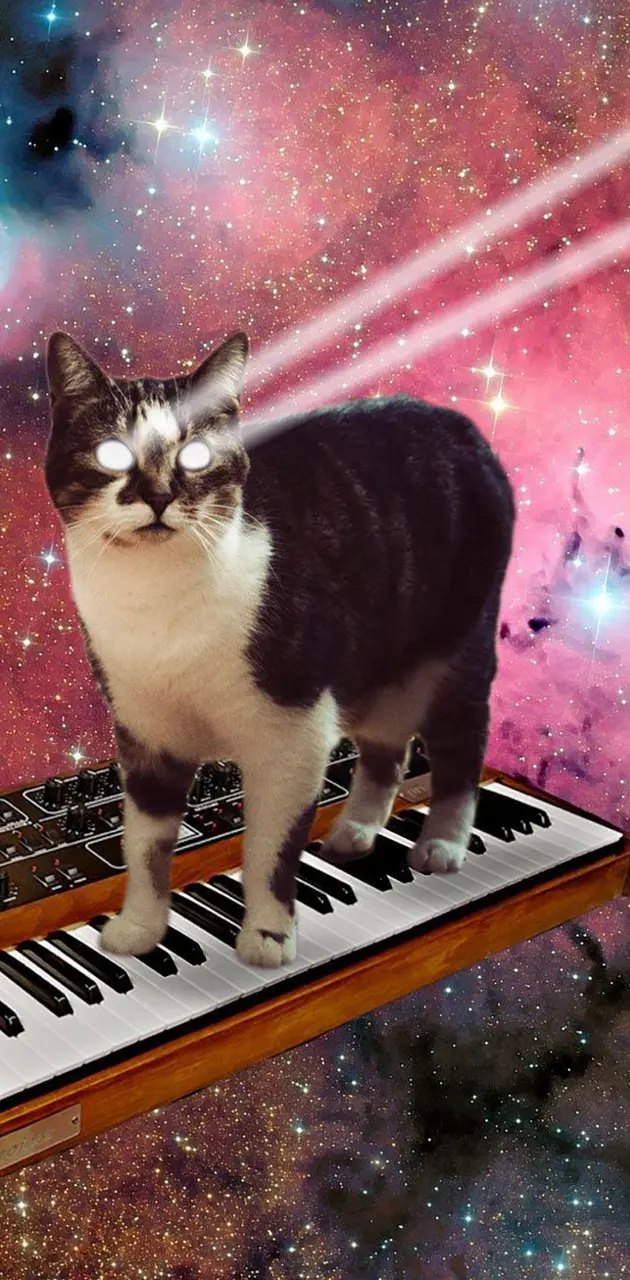 Synthesizer Kitty