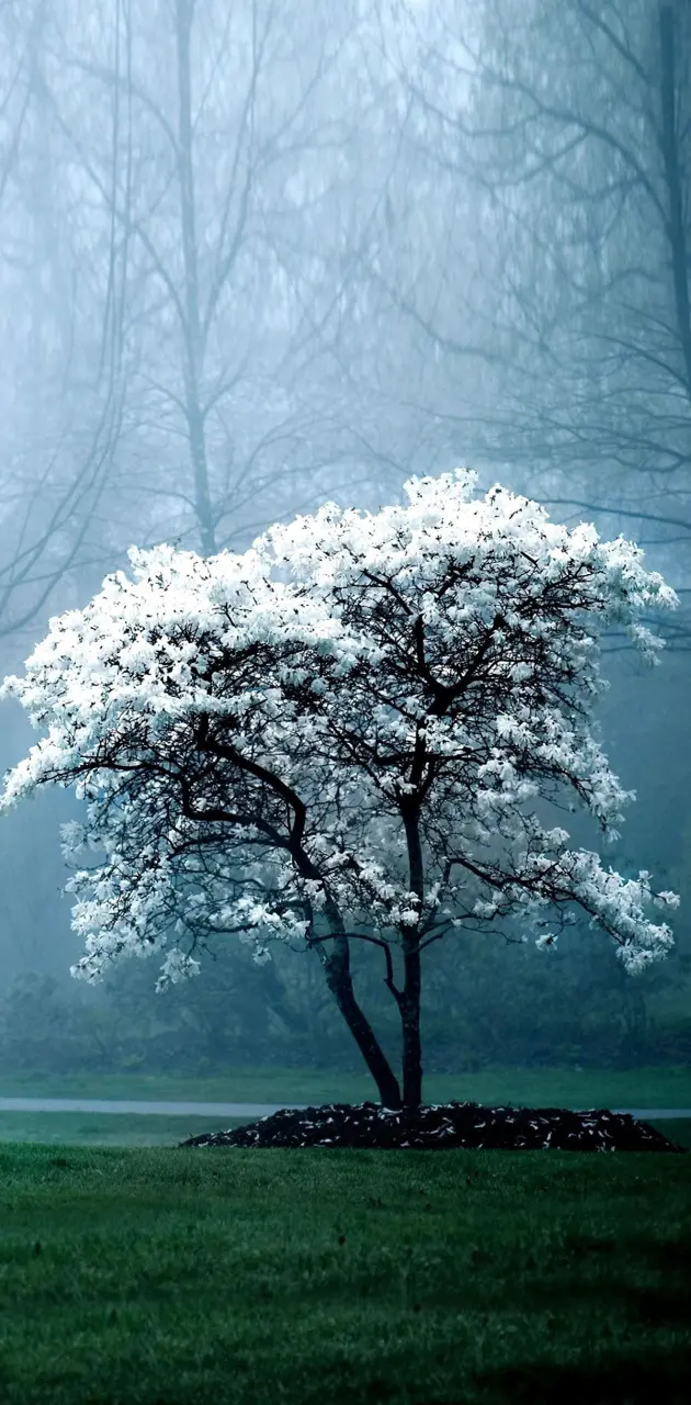 tree white