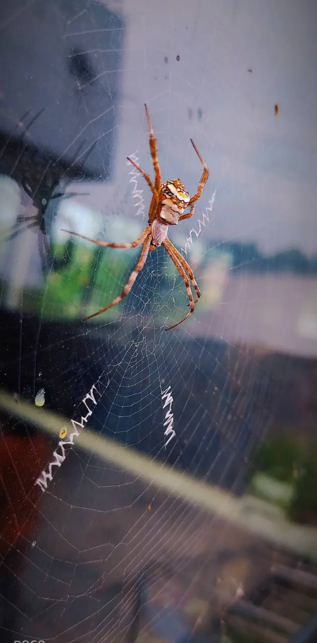 Spider(hemanth) 